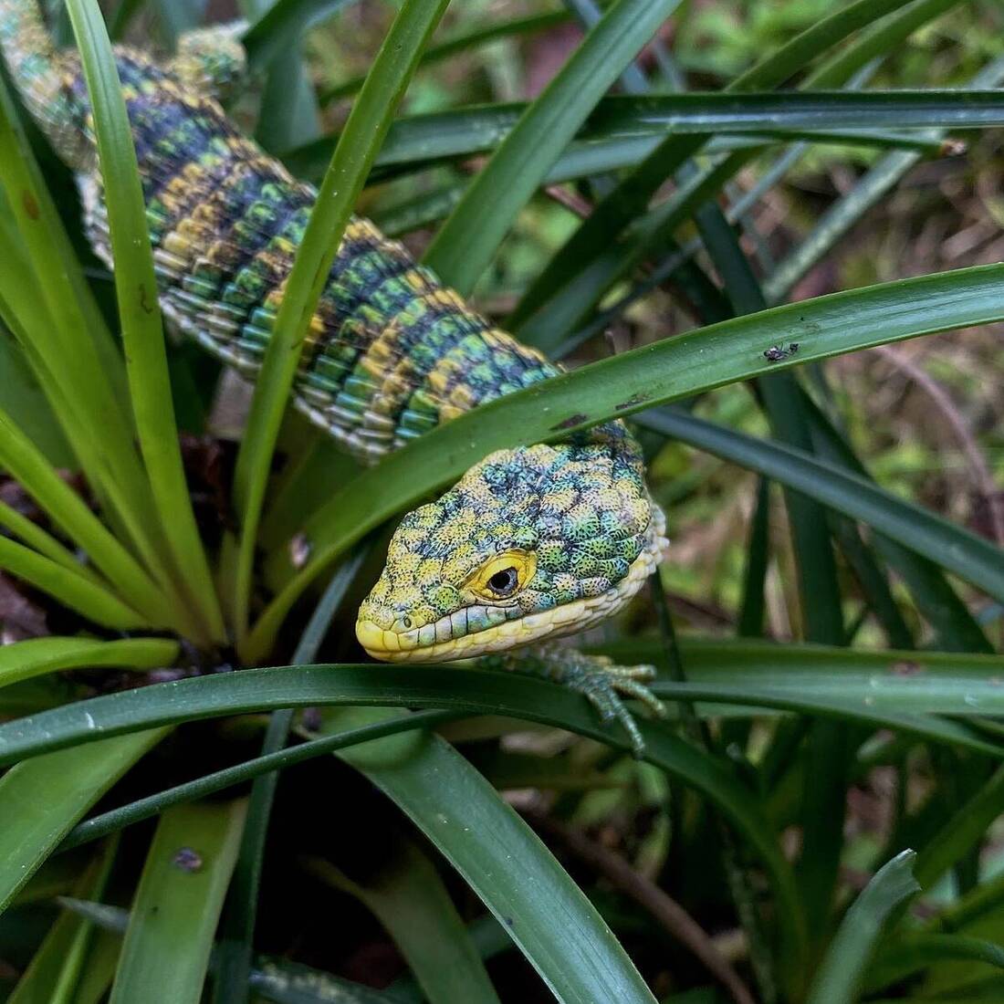 Abronia entre las hojas de una bromelia