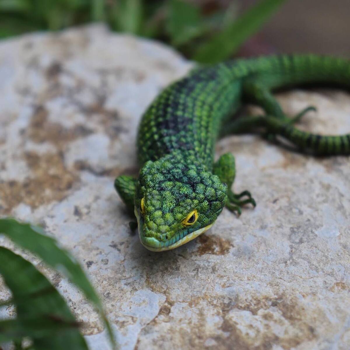 Abronia verde sobre una piedra