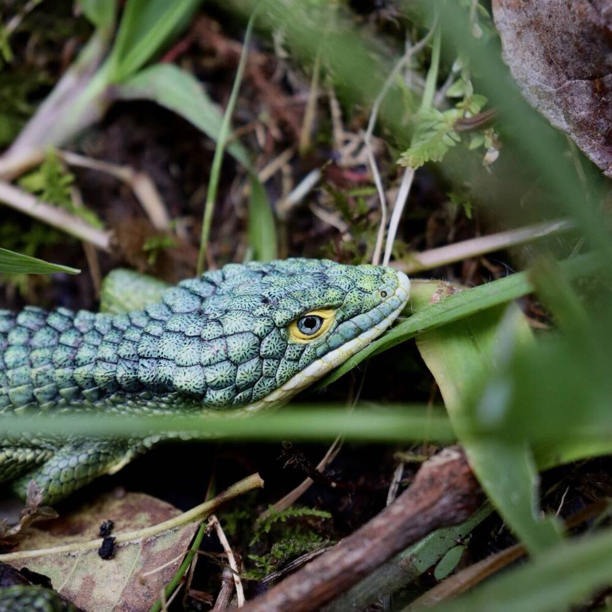 Abronia entre la hojarasca del bosque