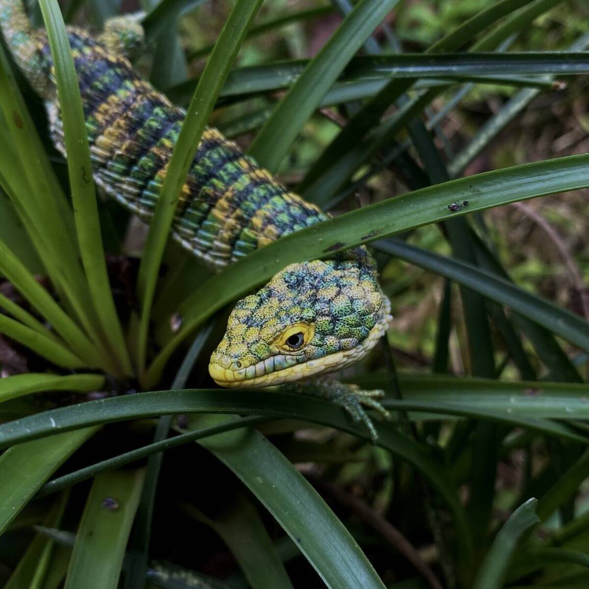 Abronia asomada entre las hojas de una bromelia