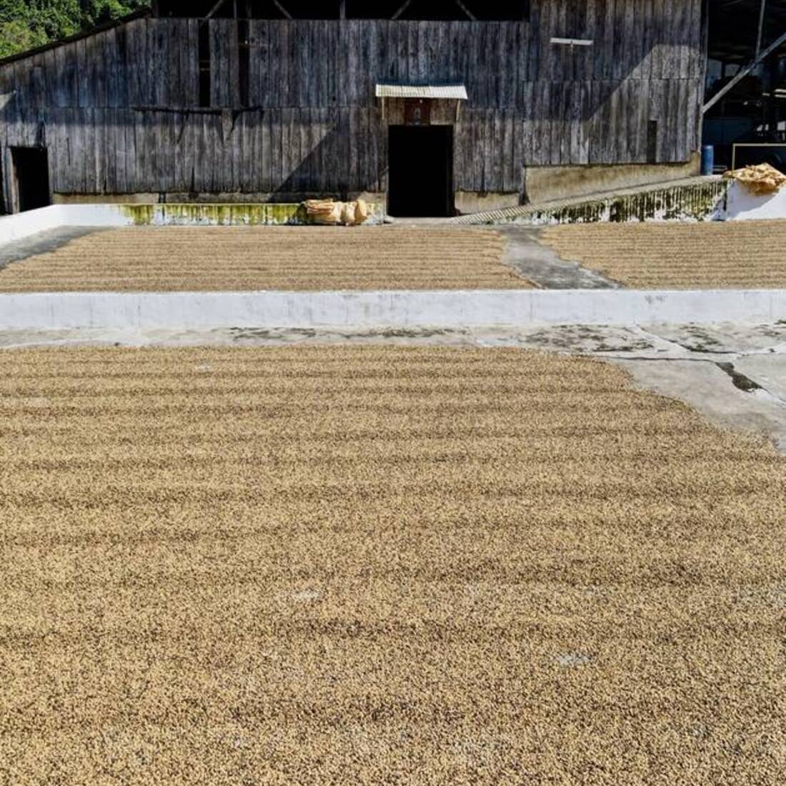 El beneficio y el patio lleno de café