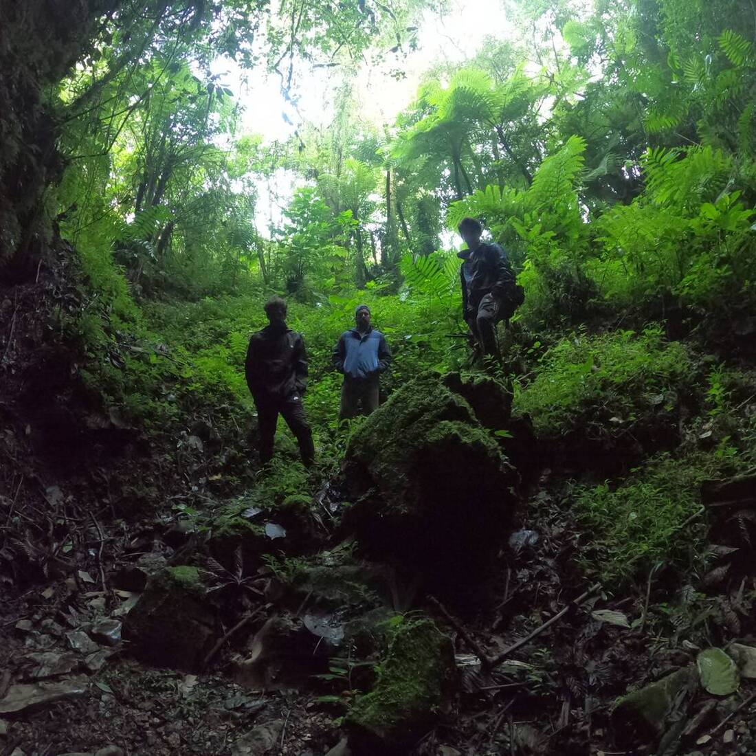 Recorrido por el interior del bosque