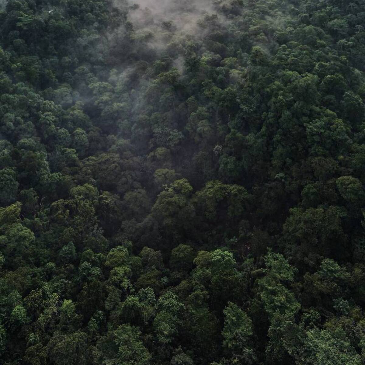 Bosque de niebla visto desde arriba