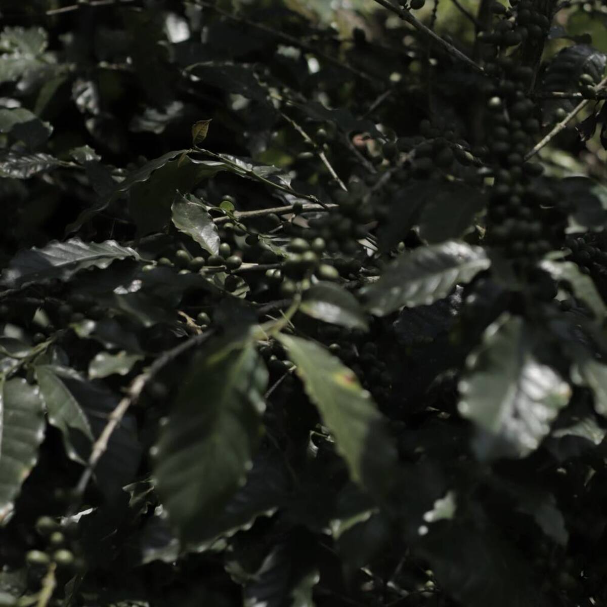 Rama cargada de cerezas verdes