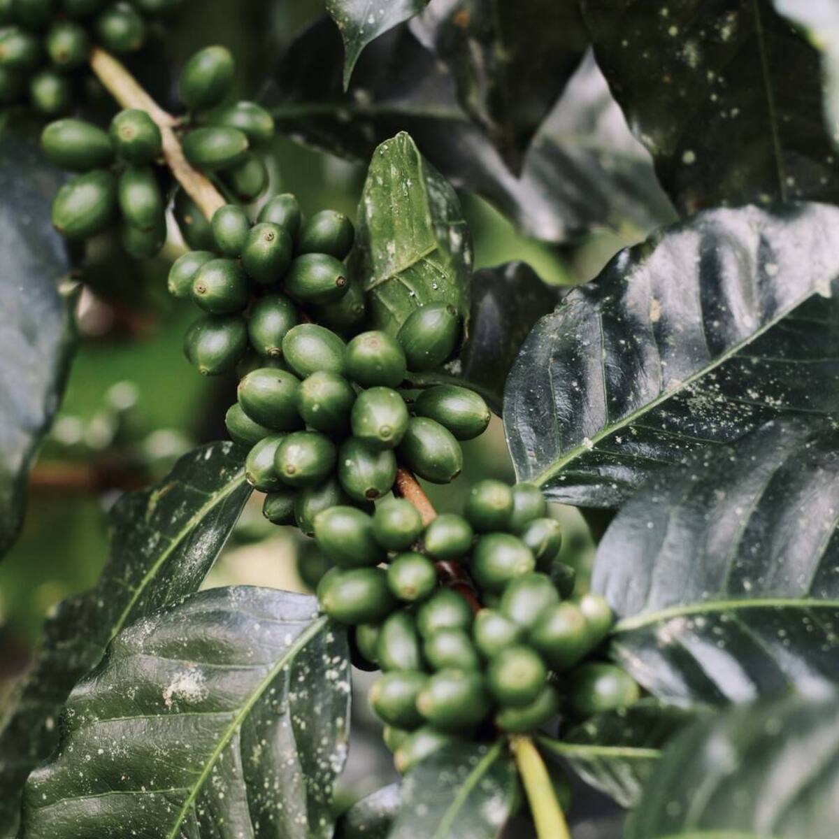 Cafetal bajo la sombra de los árboles
