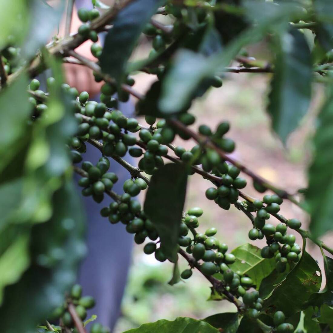 Rama de café cargada de cerezas verdes