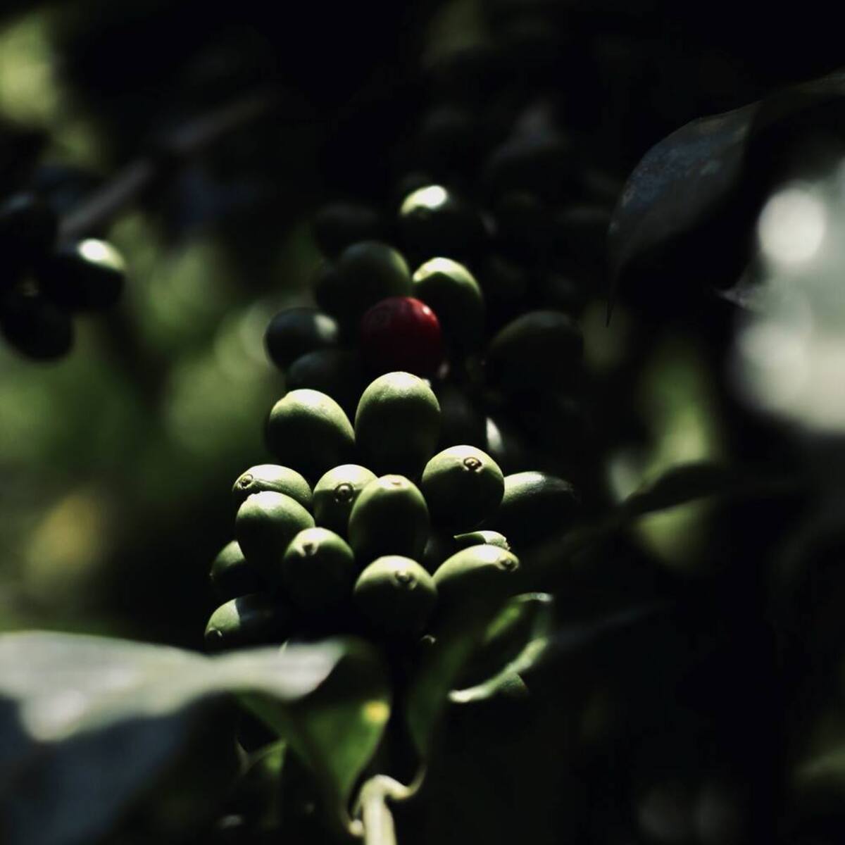 Una cereza roja madura entre cerezas verdes