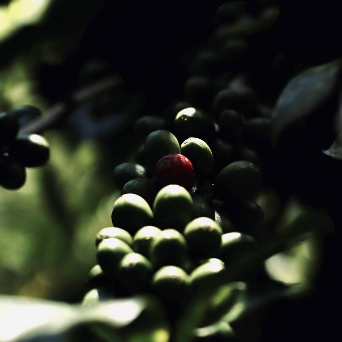 Cereza madura entre el follaje