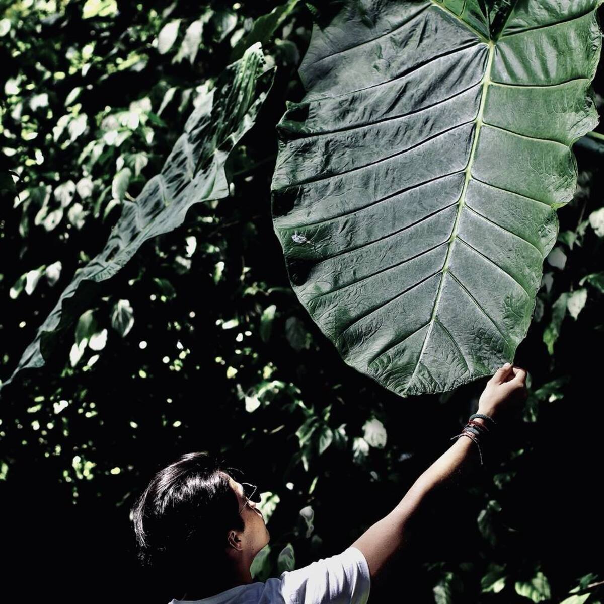 Hoja gigante del bosque a contraluz