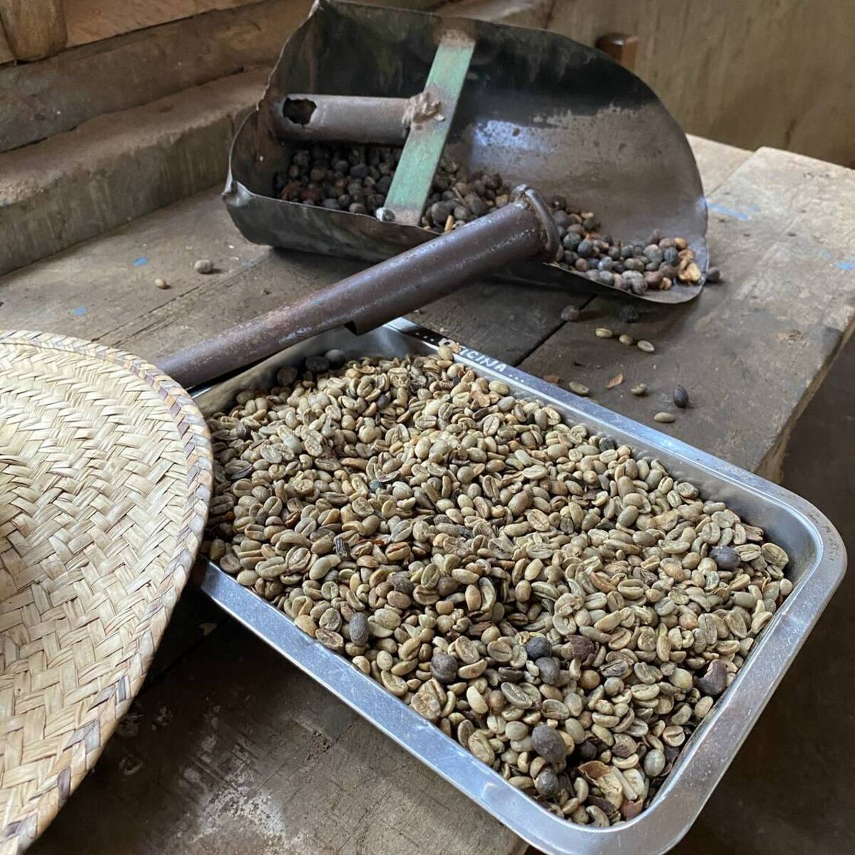 Charola de café pergamino en el beneficio